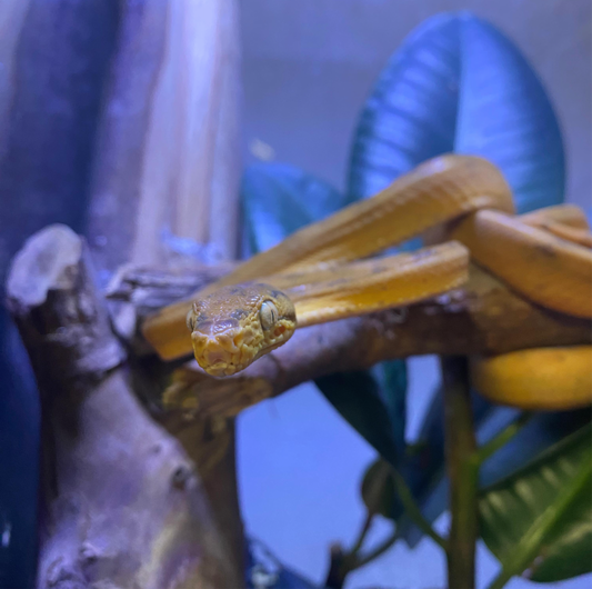 Amazon Tree Boa