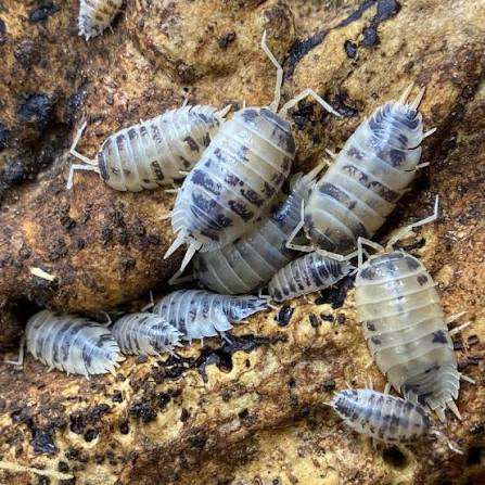 Porcellio Laevis dairy cow x10