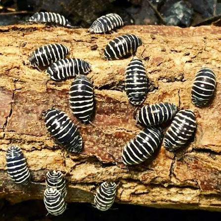 Armadillidium maculatum “zebra isopod” x10