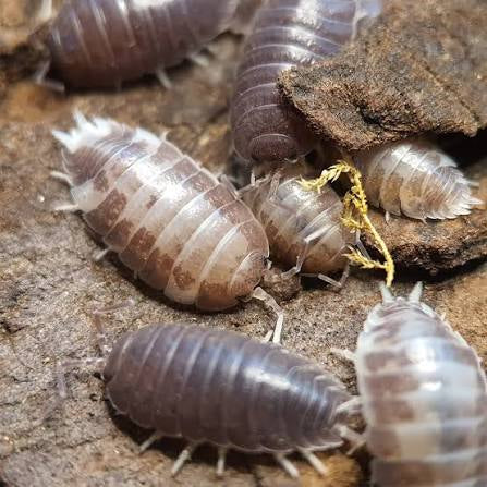 Porcellio Laevis milkback “milkback isopod” x10
