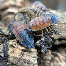 Porcellio scaber “lava isopod” x10