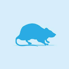 Frozen rat jumno