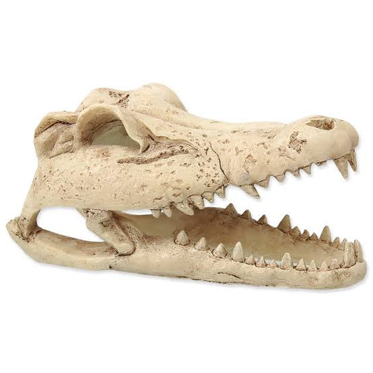 repti-planet-crocodile-skull