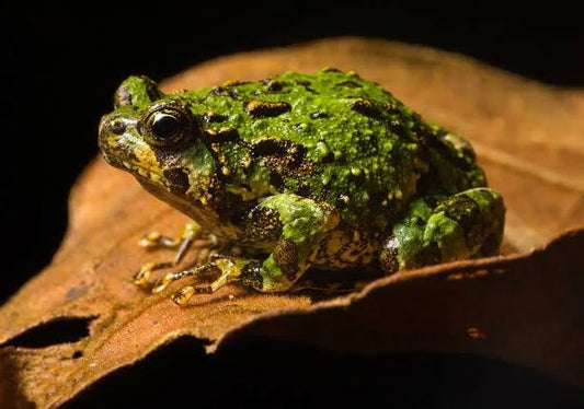 Mossy Rain Frog
