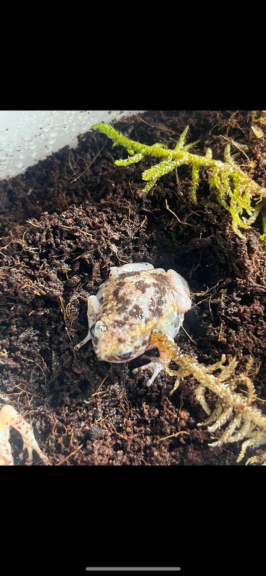 Oreo Chubby Frog