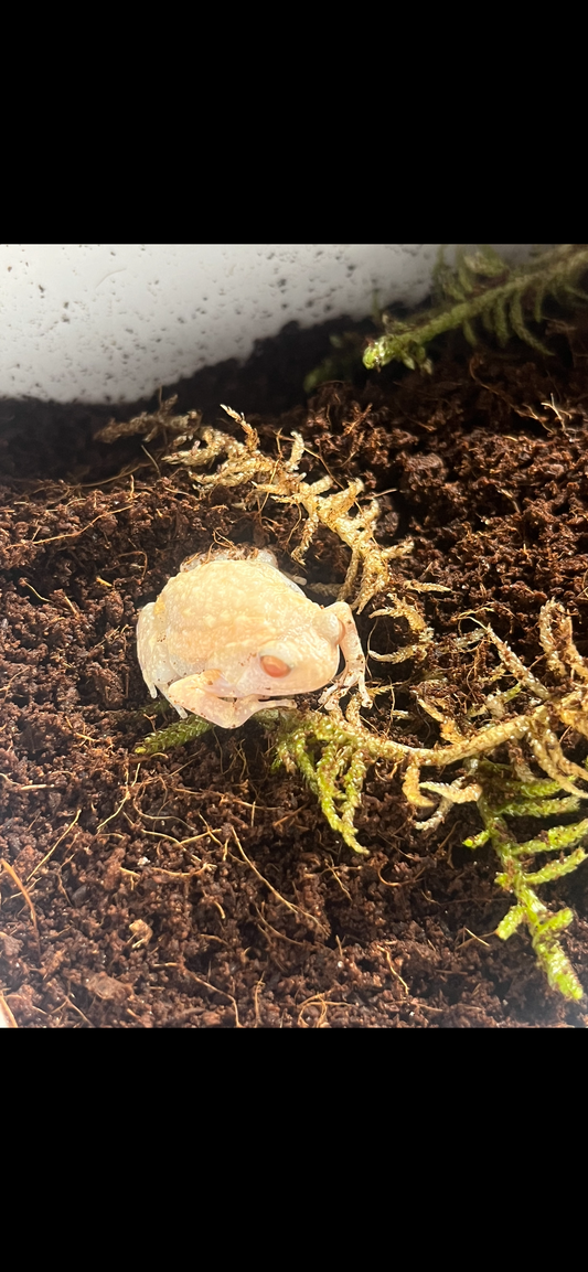 Albino Chubby Frog