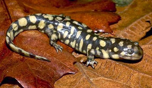 Tiger Salamander