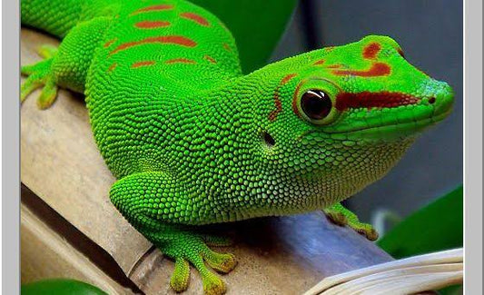 Madagascar giant day gecko