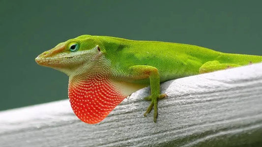 Green anole