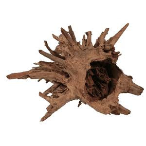Corbo root