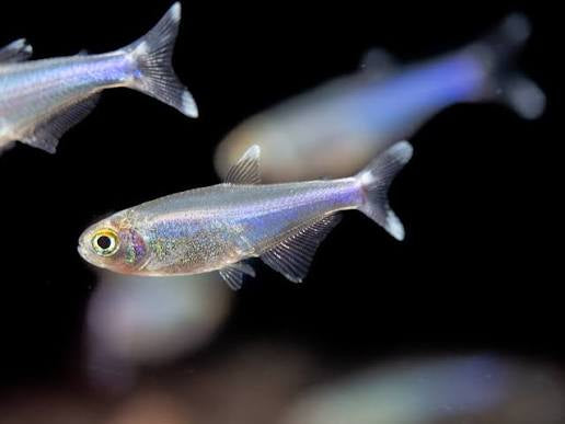 Blue king tetra