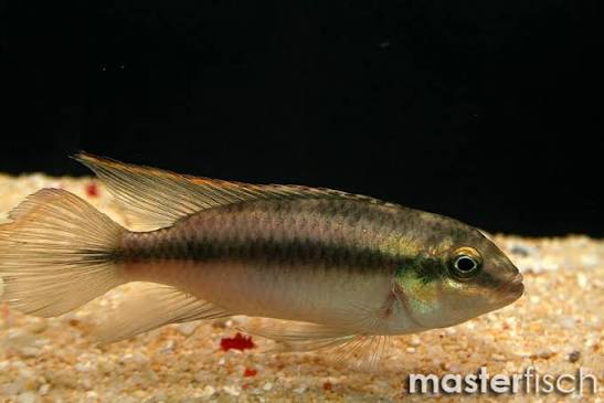 Kribensis