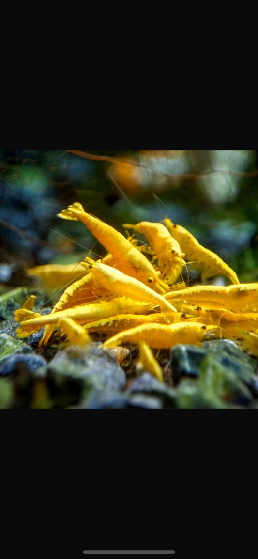 Neocardinia golden sunset