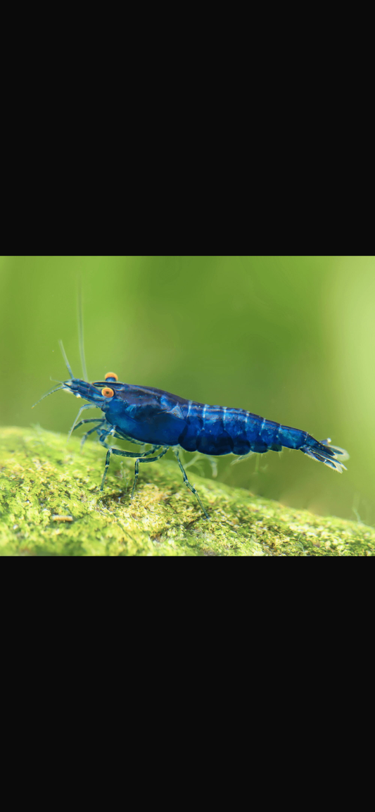 Neocardinia blue dream orange eye