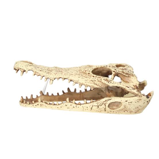 PR CROCODILE SKULL 24x11x9CM