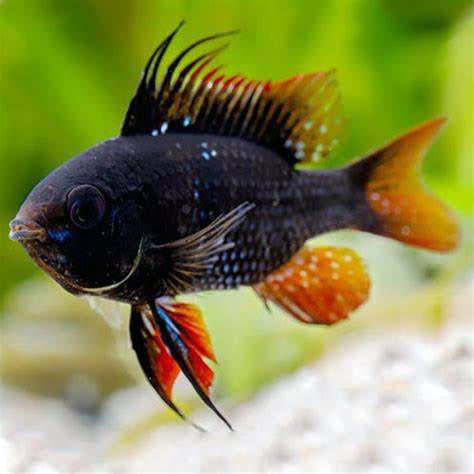 Black ram