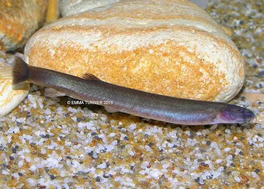 Black kuhlii loach