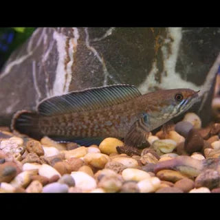 Channa andrao (dwarf snakehead)
