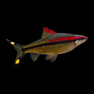 Denisons Barb