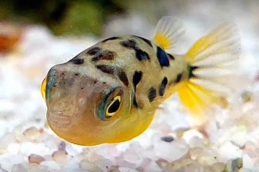 Dwarf puffer