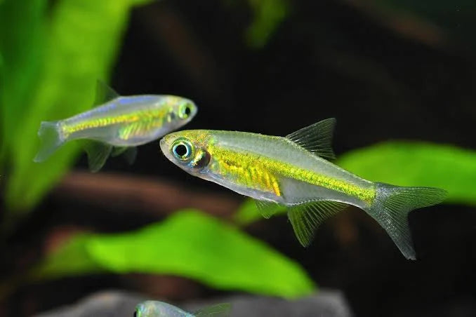 Emerald Green rasbora (rasbora kubotai)