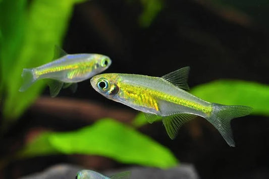 Emerald Green rasbora (rasbora kubotai)