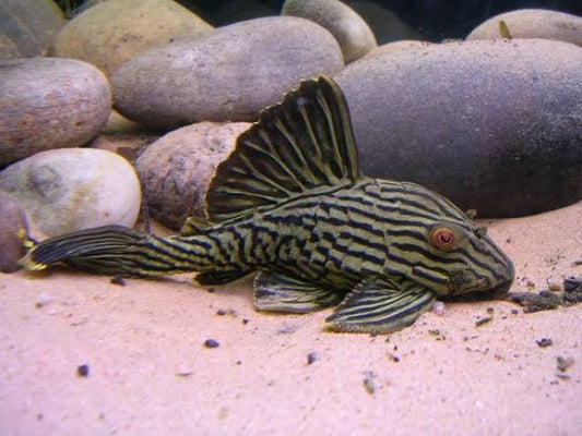 L-190 Panaque nigrolineatus Royal Pleco 6-9cm