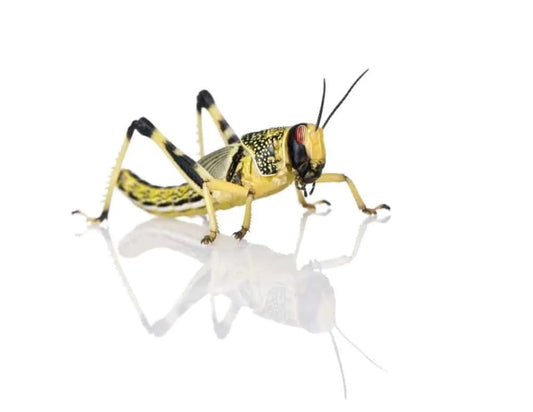 locusts