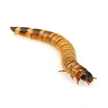 morio-worms