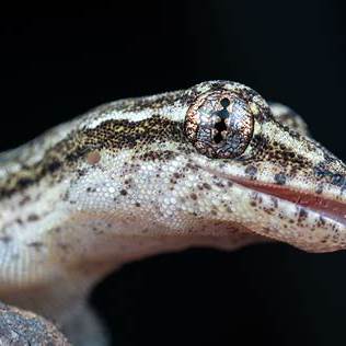 Mourning gecko