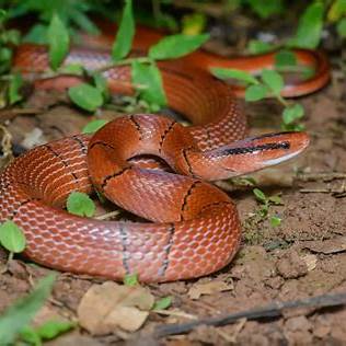 Bamboo rat snakes