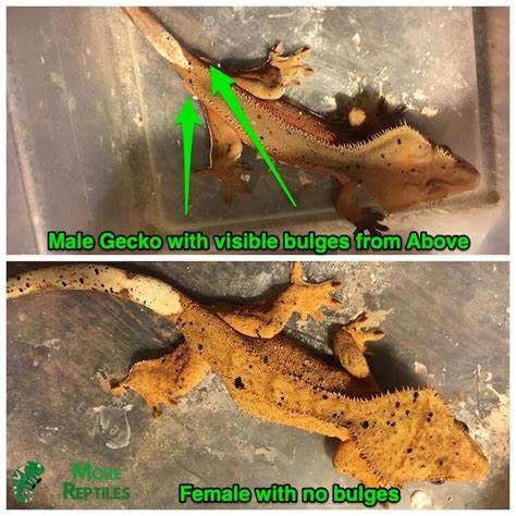 Adult male and female crested geckos
