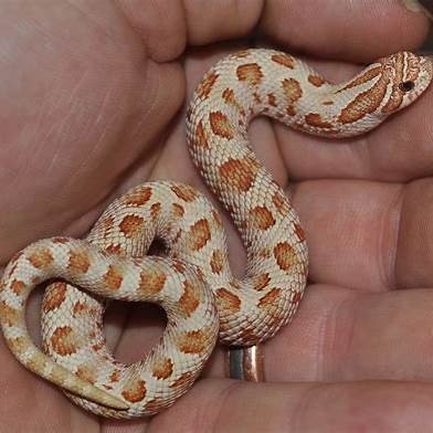 Hognose morphs
