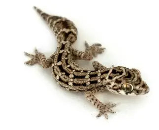 Viper Gecko