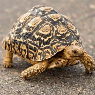Leopard Tortoise
