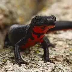 Chinese Fire Belly Newt