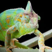 Yemen Chameleon