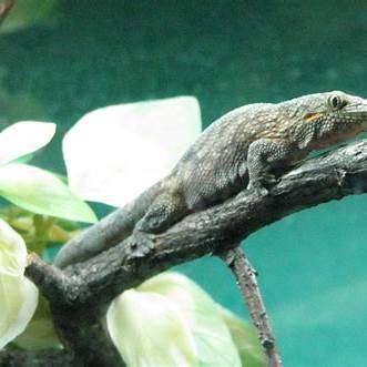 Baeurs Chameleon gecko