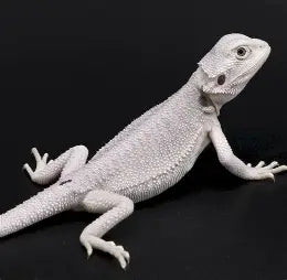 Zero Bearded Dragon