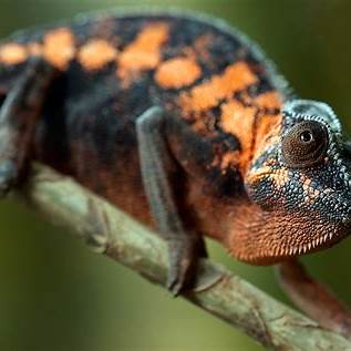 Female panther chameleons