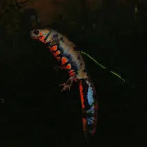 Blue Tail Newt