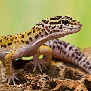 Leopard geckos