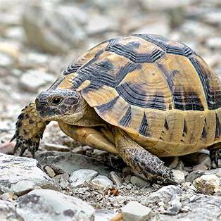 Greek Tortoise