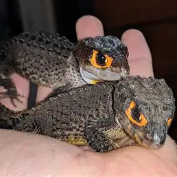 Red Eye Skinks (Pair)