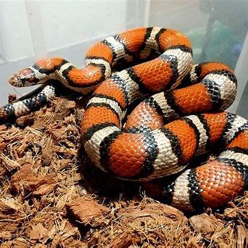 Corn snake hybrids (pyro corn)