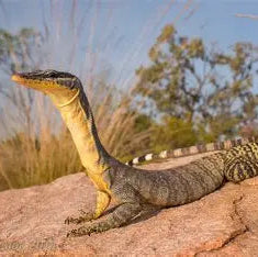 Kimberly Rock Monitor