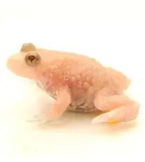 Albino Fire Belly Toad