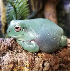 White’s Tree Frog