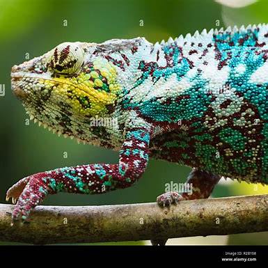 Male panther chameleons
