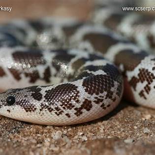 Kenyan sand boa males and females